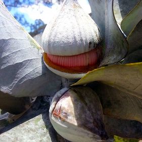 Eucalypt Discovery Walk