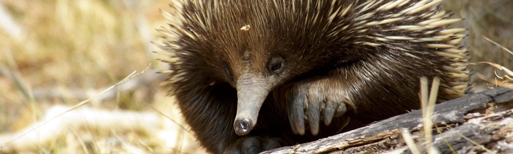 Echidna.