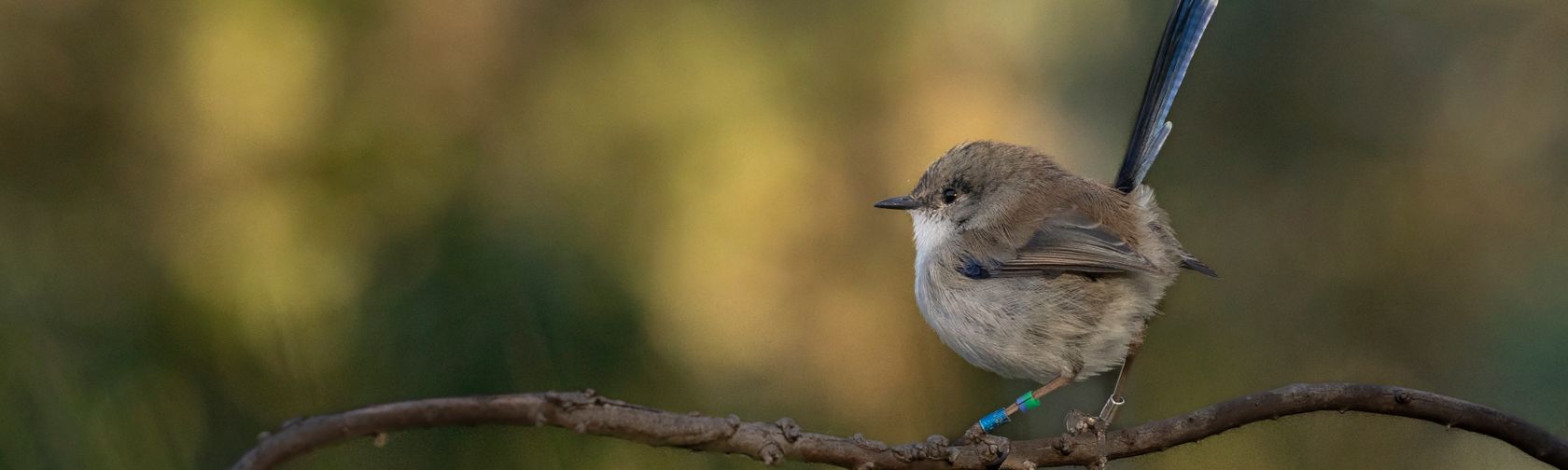 Superb Fairywren
