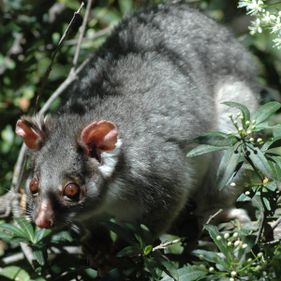 Ringtail possum (Pseudocheirus peregrinus)