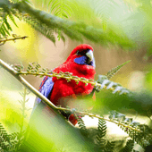 Crimson Rosella