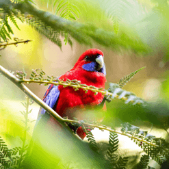 Crimson Rosella