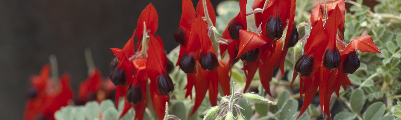 Flowering Sturt's desert pea