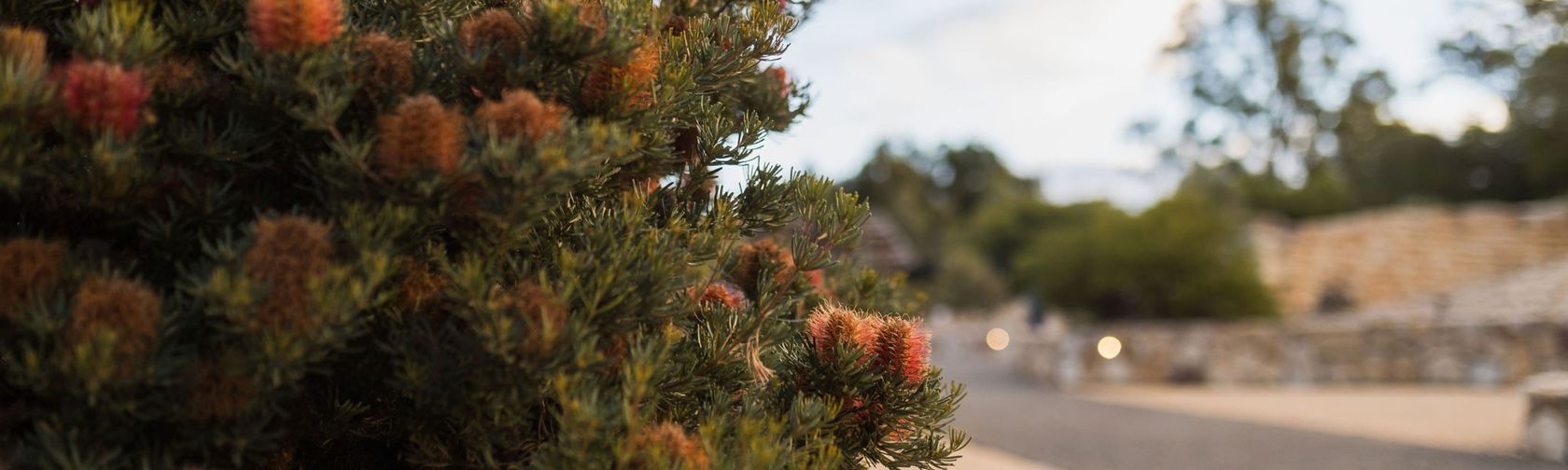 Banksia Garden