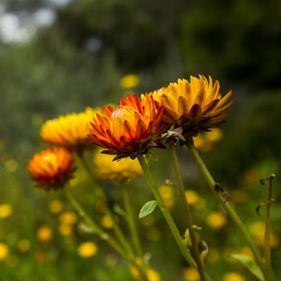 Native daisies in the Asteraceae Garden