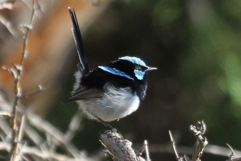 Male superb fairy-wren (Malurus cyaneus).