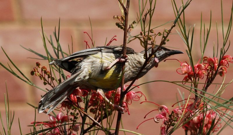 Red wattlebird (Anthochaera carunculata).