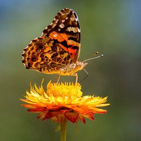 Butterfly on Everlasting Daisy