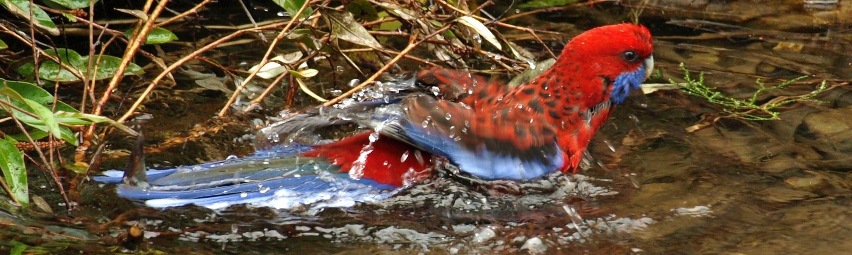 A rosella taking a bath in the Gardens