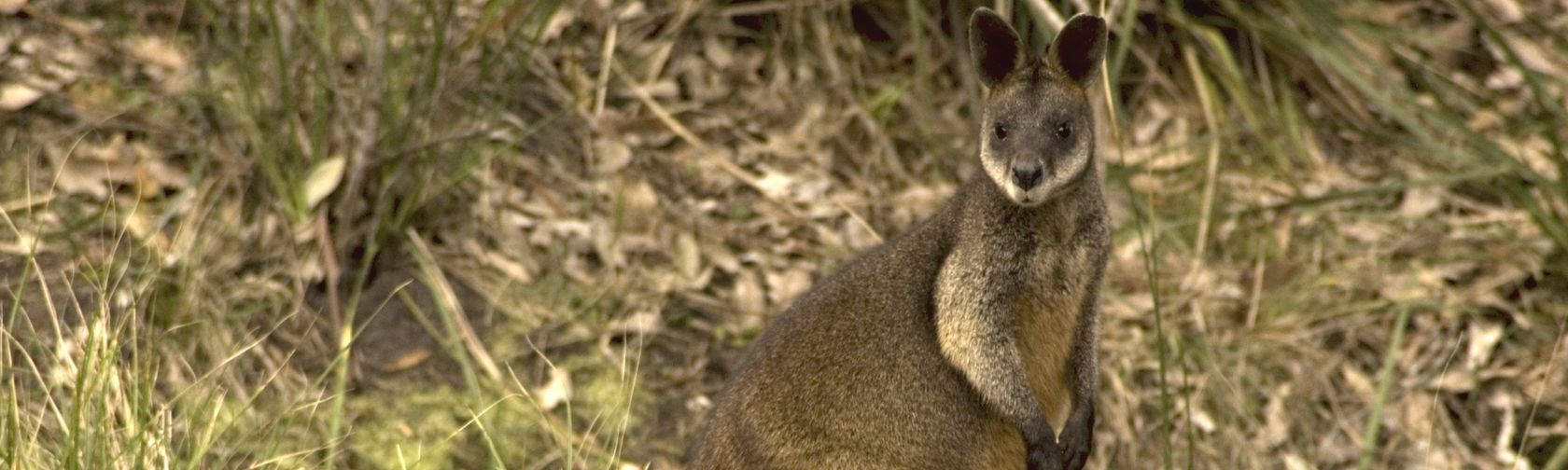 Swamp wallaby