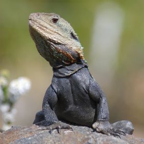 Water dragon in the Gardens