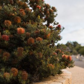 Banksia bush within a sandstone boarder