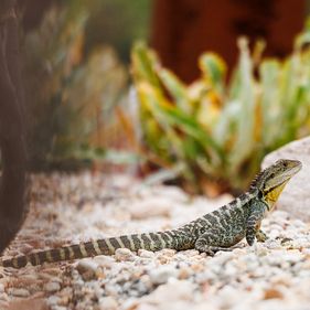 Water dragon