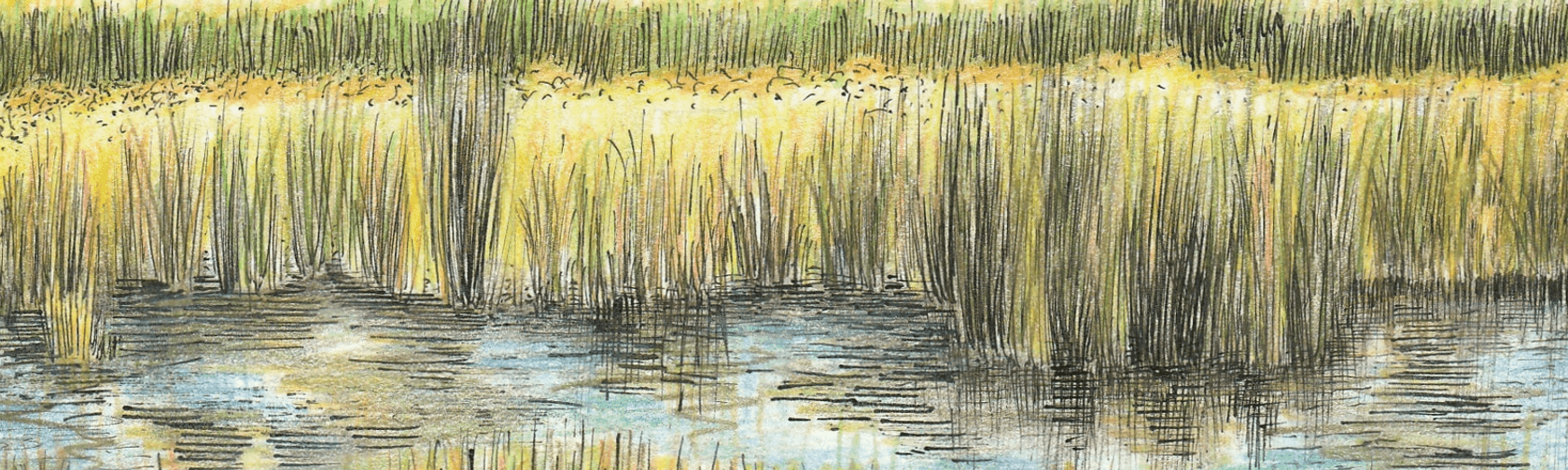 A painting of wetlands, with tall greeen and yellow reeds and a clear creek in the foreground