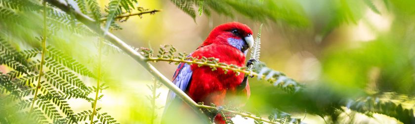 All About Garden Wildlife Of Australia main image 0