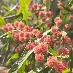 Pink wattle
