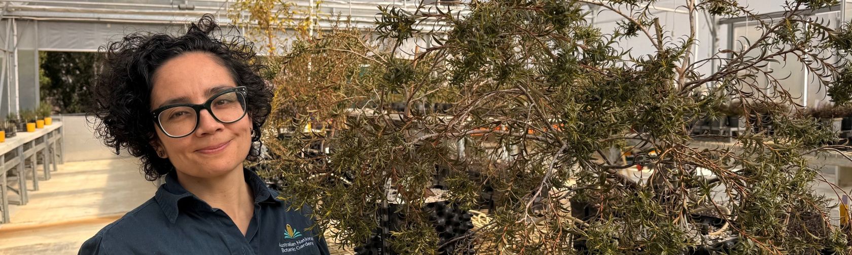 Veronica Briceno-Rodriguez with eucalyptus recurva plants grown from seed at ANBG