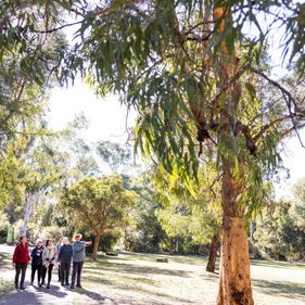 Eucalypt discovery walk