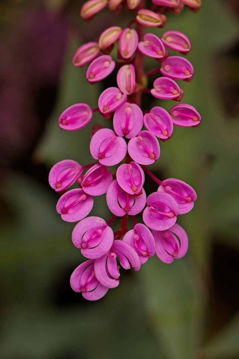 Grevillea leptobotrys.