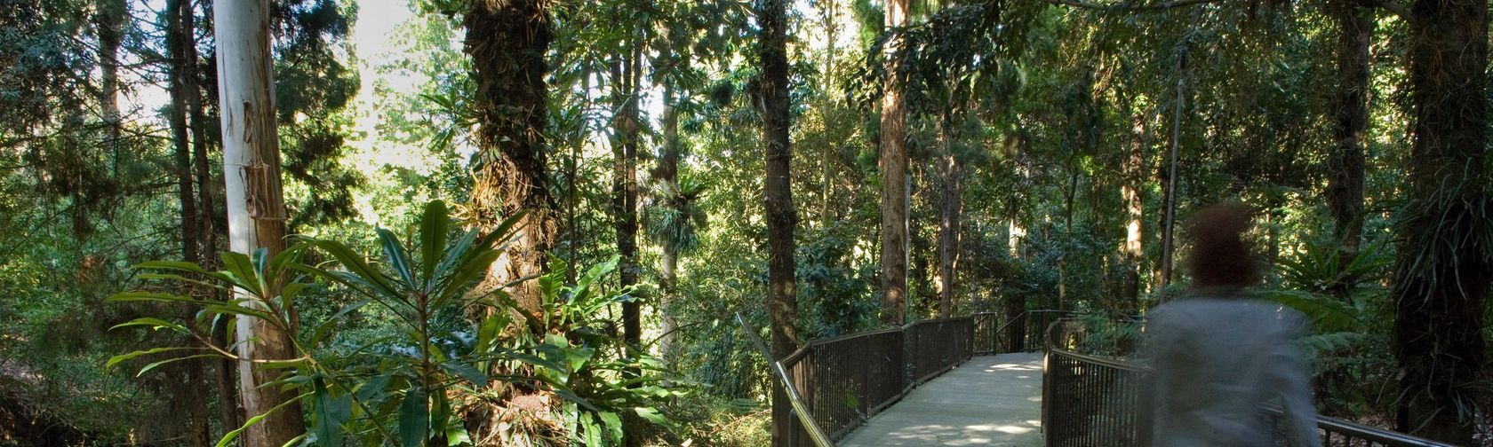 Rainforest Gully