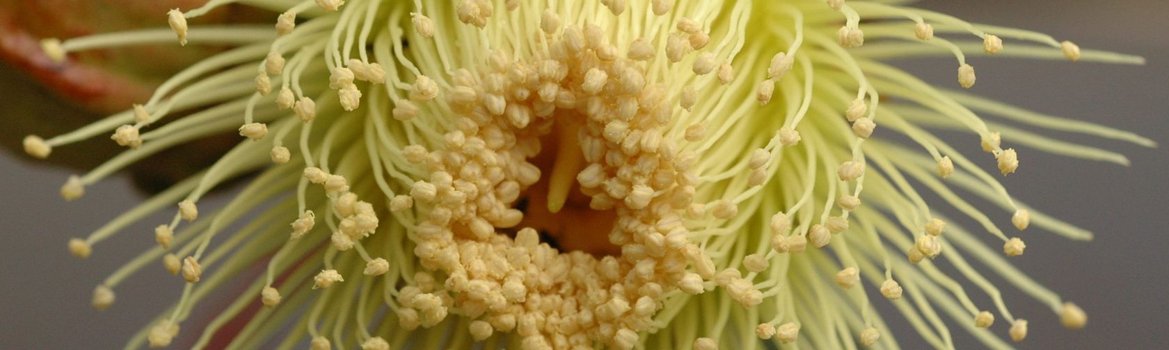 Eucalyptus youngiana flower