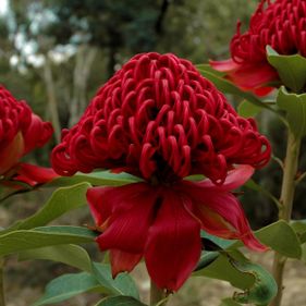 Waratahs (Telopea speciosissima) in the Sydney Region Gully