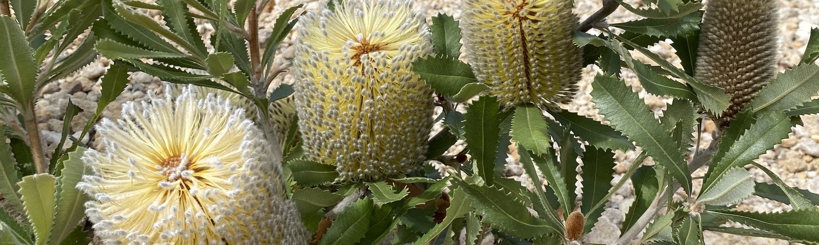 Banksia garden.