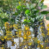 Spring Plant Sale