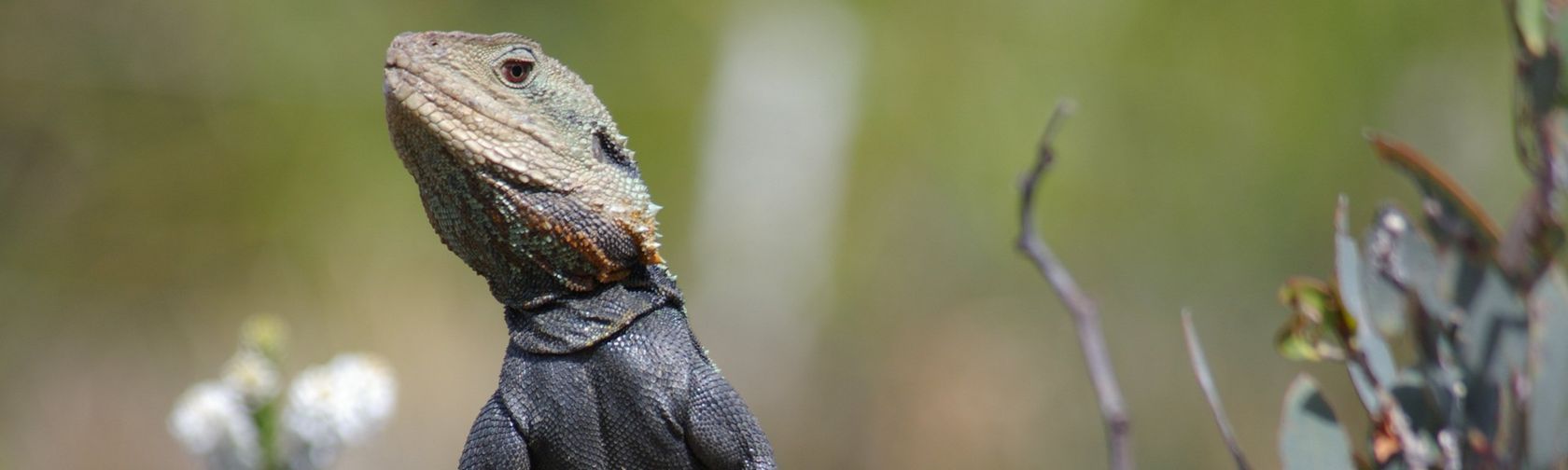 Water dragon in the Gardens