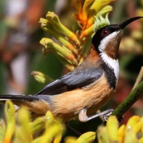 Eastern spinebill (Acanthorhynchus tenuirostris). Photo: Lindell Emerton