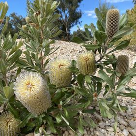 Banksia Garden