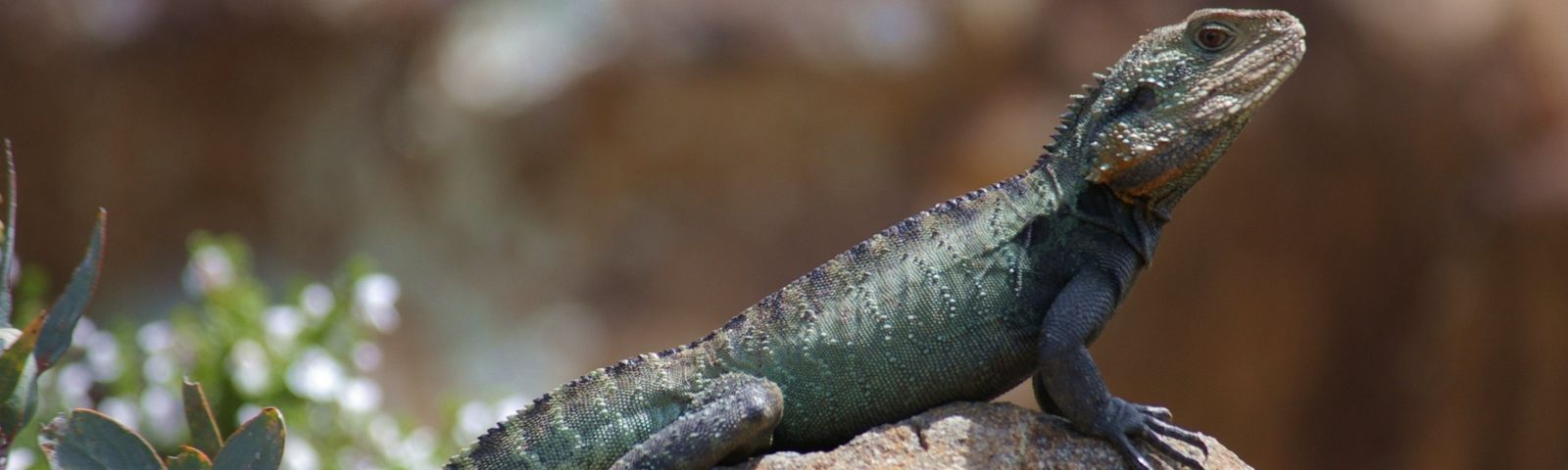 A water dragon, one of our animal residents