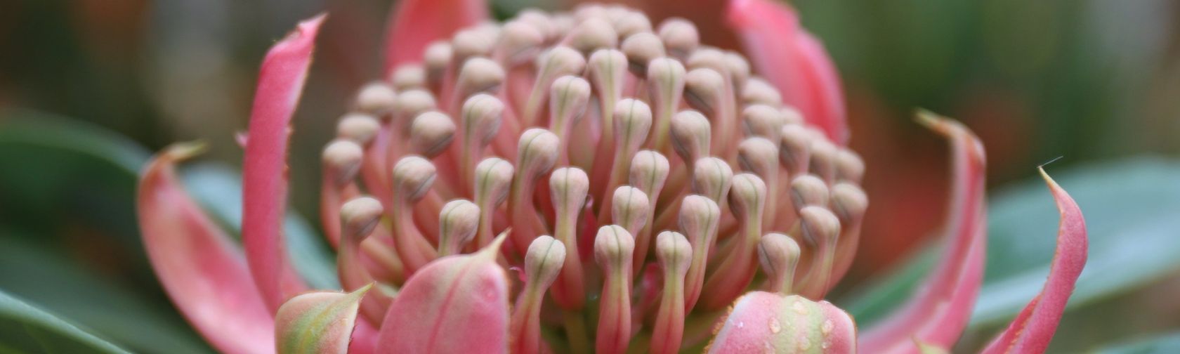 Telopea ‘Braidwood Brilliant’, Waratah