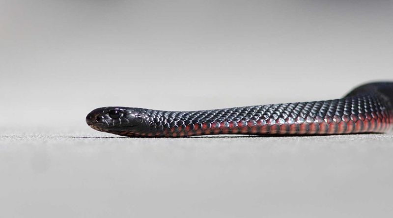 Red-bellied black snake.