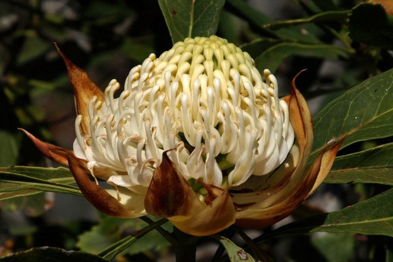 A white waratah (Telopea speciosissima).