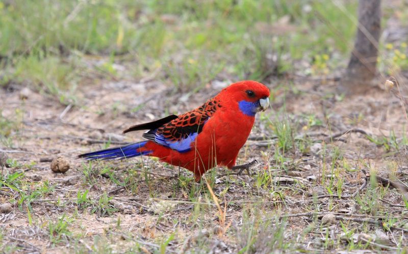 Crimson rosella (Platycercus elegans).