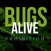 Bugs Alive Exhibition