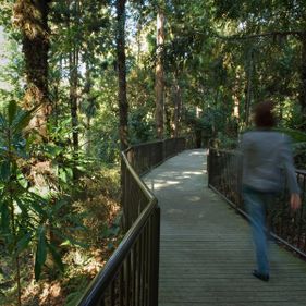 Strolling through the Rainforest Gully