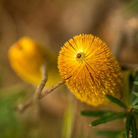 A banksia in the Gardens