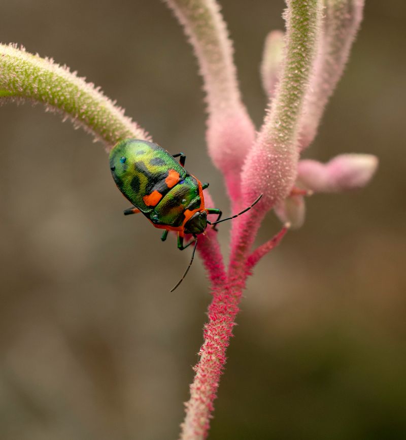 Jewel bug.