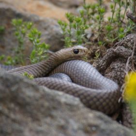 Eastern brown snake