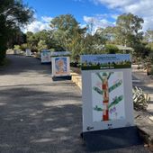 ANBG Tree Week