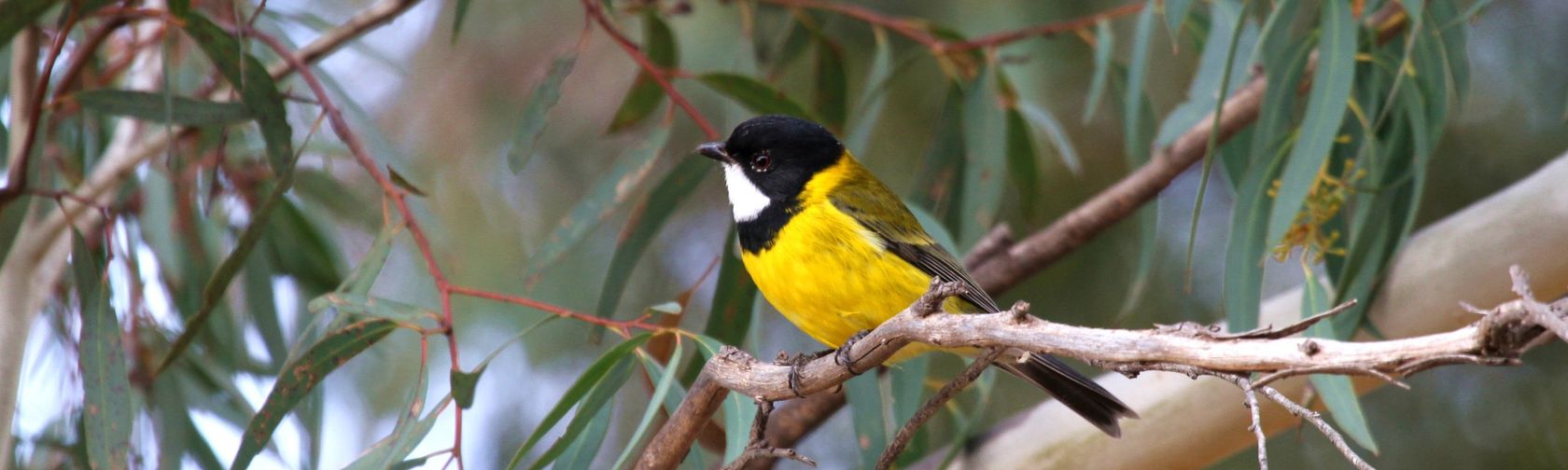 Australian golden whistler (Pachycephala pectoralis)