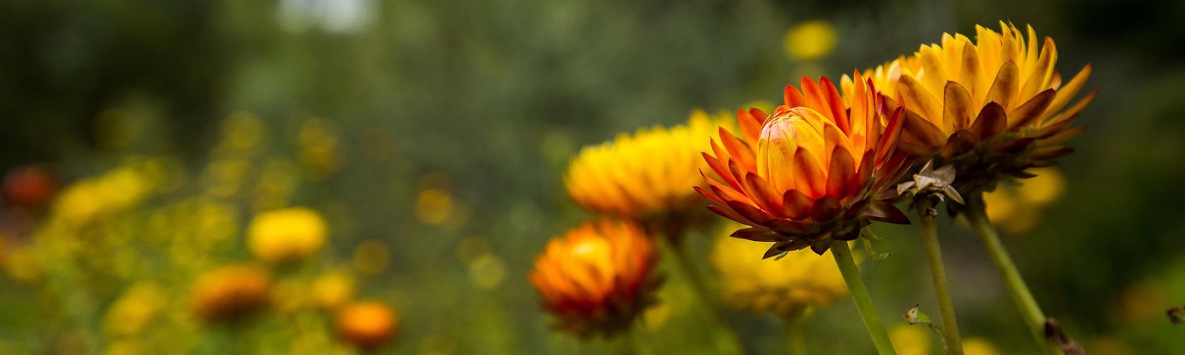 Native daisies in the Asteraceae Garden